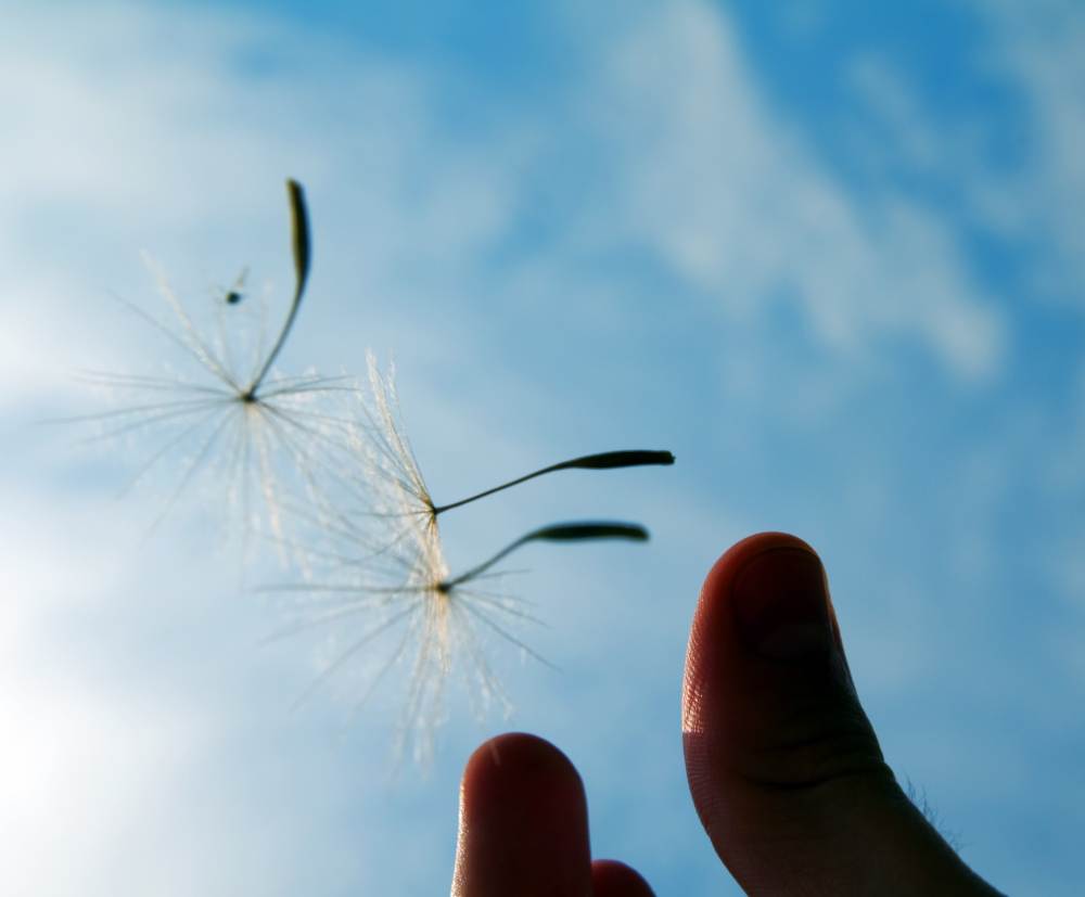 hand-holding-dandelion