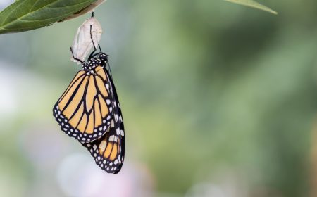 closeup-shot-beautiful-butterfly-metamorphosis-concept