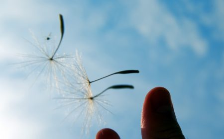 hand-holding-dandelion